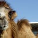 Randell the Bactrian camel has two humps, unlike a dromedary camel, which have a single hump, Friday, February 15, 2008, in Clovis, California. (Eric 