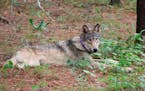 A protected gray wolf (OR-93), seen near Yosemite, Calif., shared by the state's Department of Fish and Wildlife.