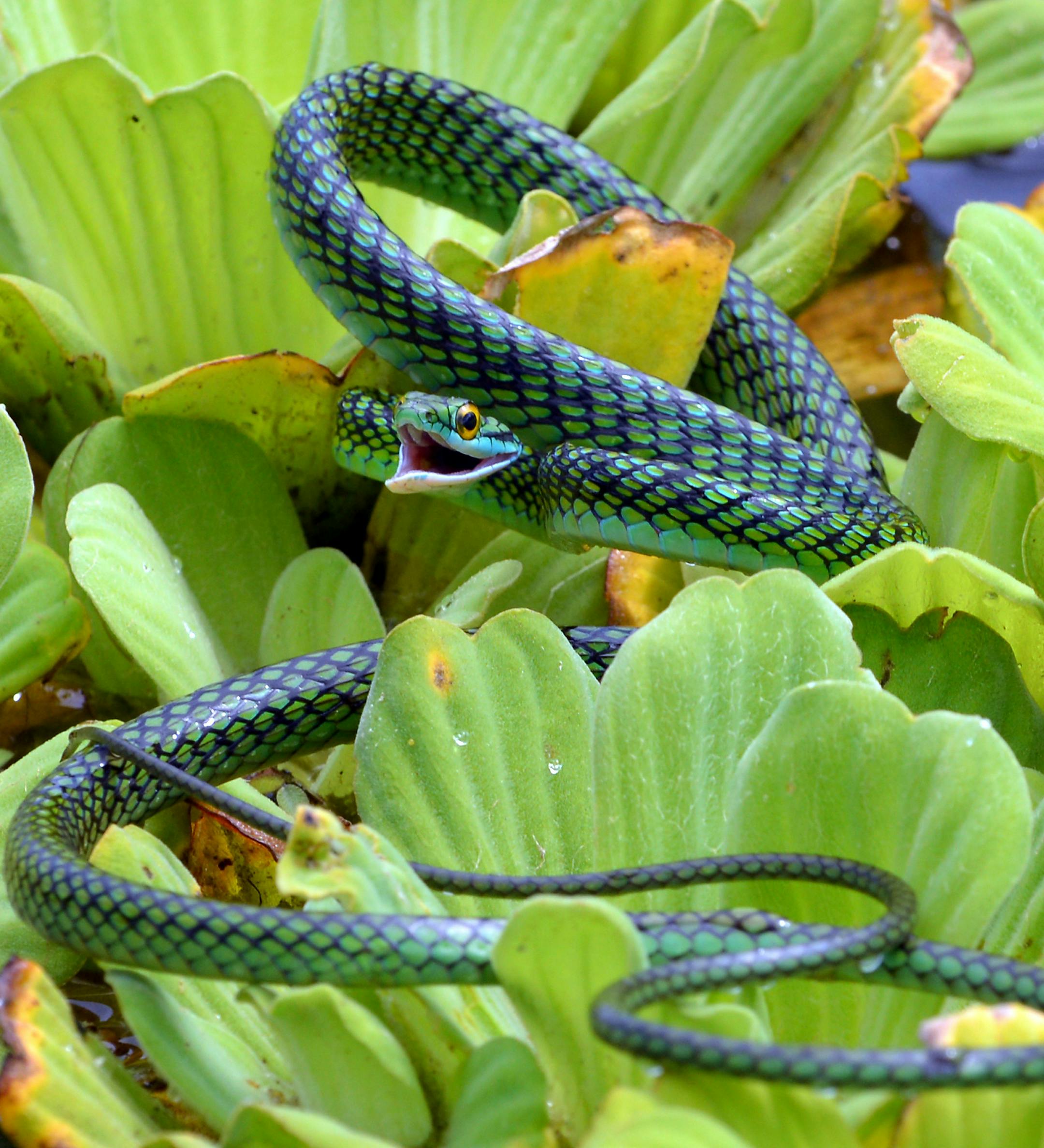 Can I have your name as you would like it to appear in print, and the town in which you live?
Sue Kirchoff, Minneapolis
Where were you when you took this photo? What does it show?
I was in
the Peruvian rainforest, in the Tamshiyacu
Tahuayo Reserve. The photo shows a black-skinned parrot snake in the water lettuce, where it was probably hunting frogs or lizards. Found only in Central and South America, this slender snake is about 24-36 inches long. It is considered "mildly venomous."
What equipme