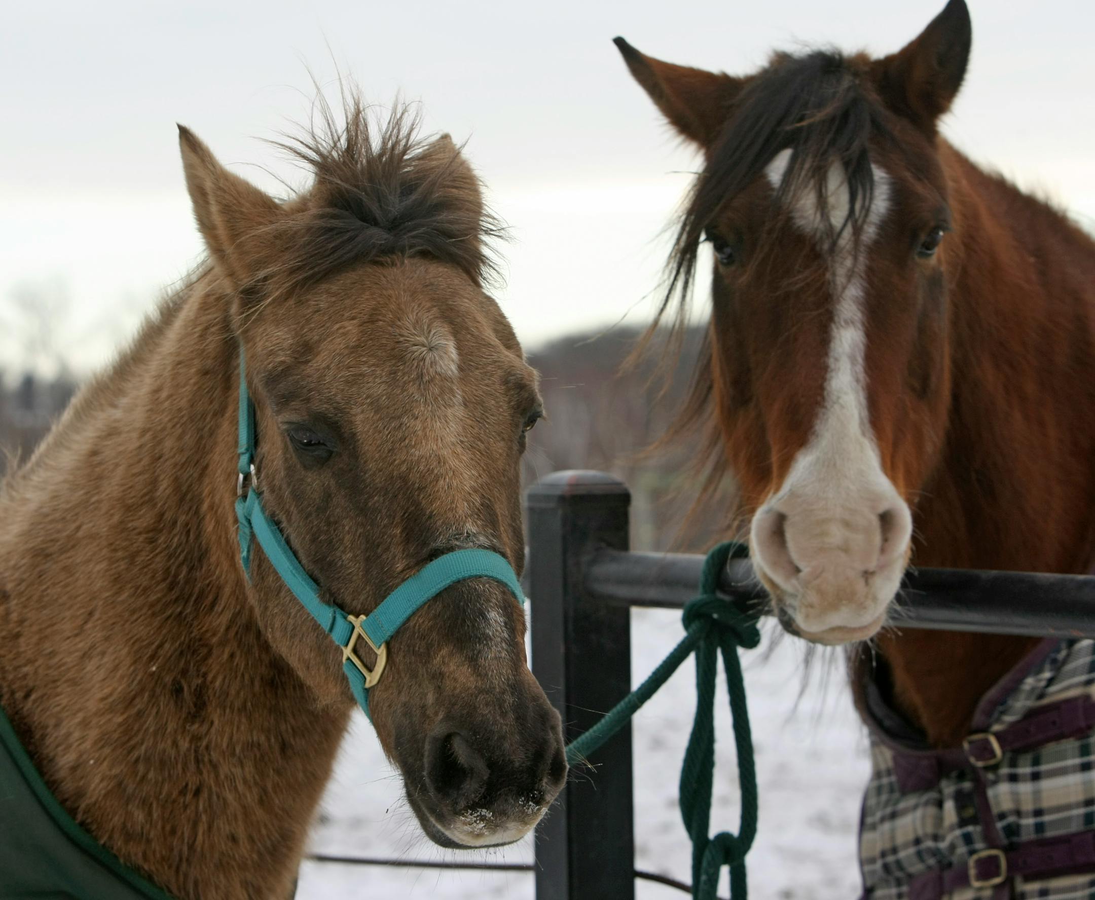 The Sundown Horse Farm and Shelter in Hugo is one refuge for abandoned horses.