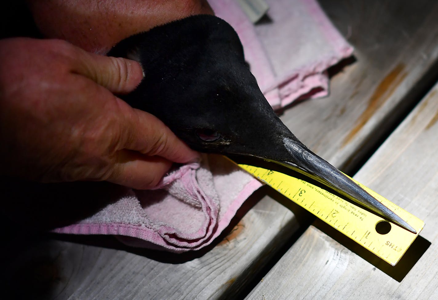 U.S. Geological Survey wildlife research biologist Kevin Kenow measured the beak of a recently-captured loon early Wednesday morning. ] (AARON LAVINSKY/STAR TRIBUNE) aaron.lavinsky@startribune.com A look at new loon research at a time when Minnesota stands to share in BP Oil Spill settlement money to benefit the state bird. We photograph U.S. Geological Survey wildlife research biologist Kevin Kenow, DNR non-game wildlife program specialist Lori Naumann and research assistant Steve Houdek as the