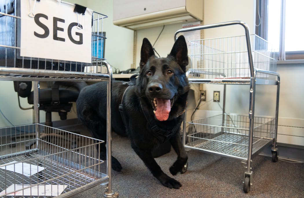 A K9 conducts a search of the mail room for potential contraband Tuesday, Jan. 9, 2023 at Minnesota Correctional Facility-Stillwater in Bayport, Minn.