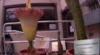 A stinky corpse flower blooms at Gustavus Adolphus College on June 16, 2024.