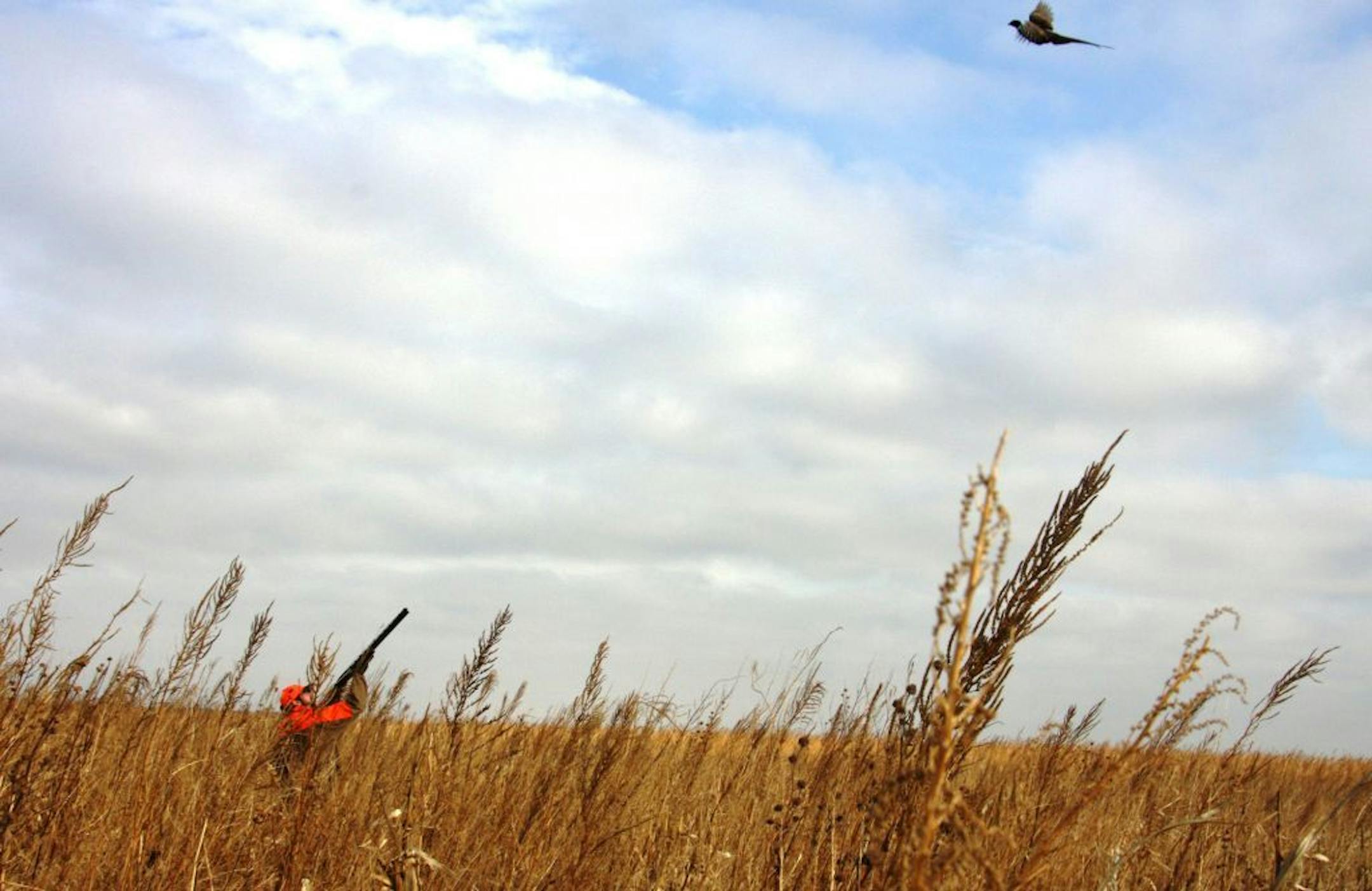 Pheasants Forever road tripper Andrew Vavre targets a North Dakota rooster.