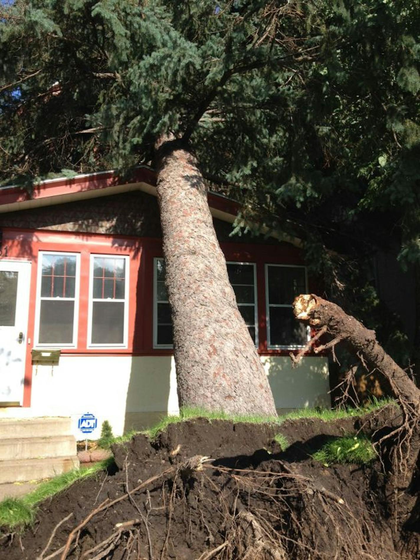 Massive pine resting on house on Lincoln St. NE. in Minneapolis Saturday. Photo by Jane Friedmann