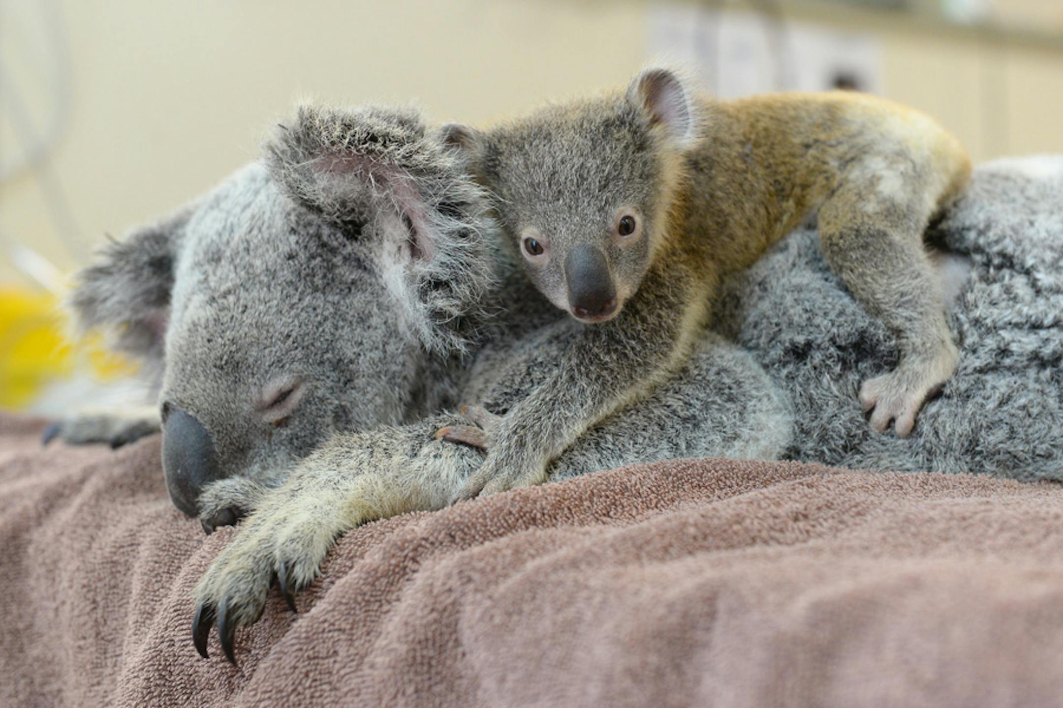 After a traumatic car accident that required surgery at the Australia Zoo Wildlife Hospital, Lizzie was treated with her baby Phantom right by her side.