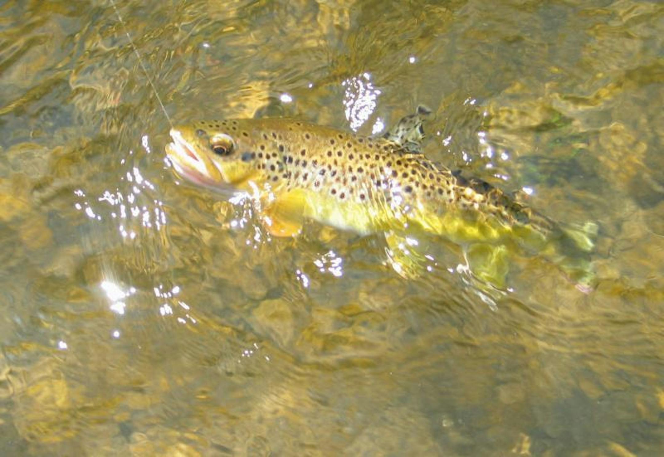 Brown Trout