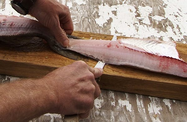 Start at the tail end of the fillet. Separate the fillet from the skin as you the knife between the skin and the fillet.