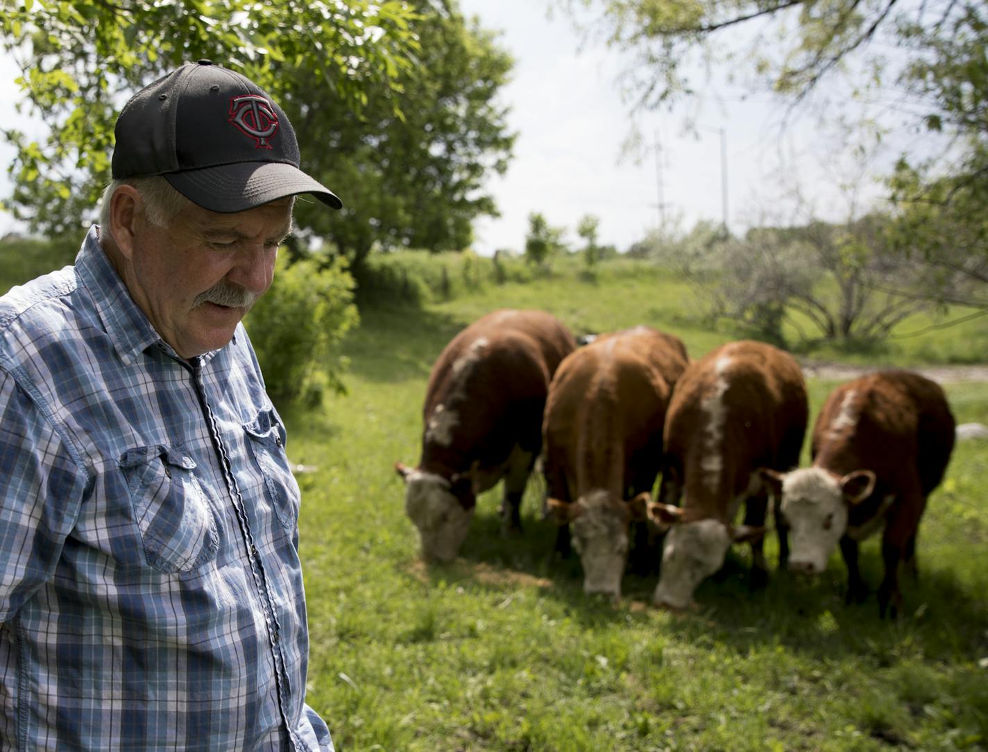 Ray Loftus walked through his hobby farm as he fed his cows on May 29, 2018, in Savage, Minn. Loftus has finally decided to sell the last of the hundreds of acres of land that has been in family since the 1800s. ] RENEE JONES SCHNEIDER &#x2022; renee.jones@startribune.com