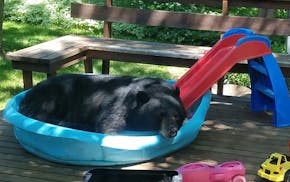 Dave Zbaracki of Duluhth did a double-take when he passed by the kitchen window on Monday to see a black bear cooling off in the kiddie pool on his ba