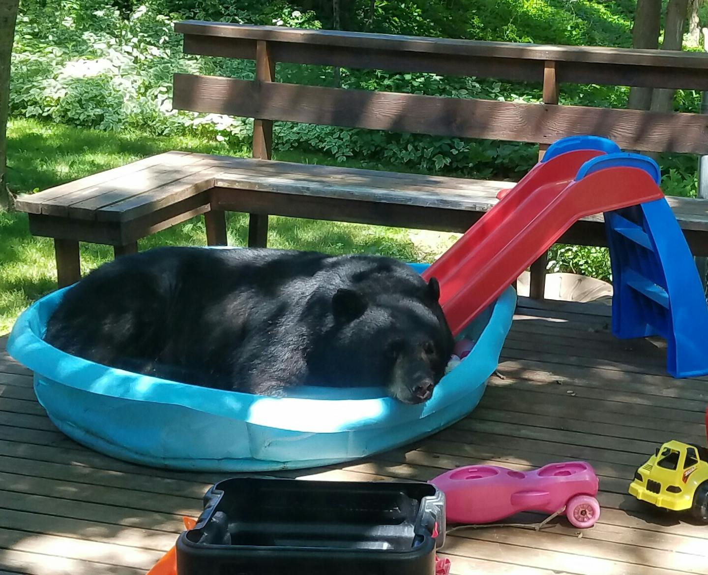 Dave Zbaracki of Duluhth did a double-take when he passed by the kitchen window on Monday to see a black bear cooling off in the kiddie pool on his backyard deck.