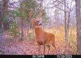 This buck was rubbing its forehead on a “licking branch’’ on property owned by Bill Marchel, who lives near Brainerd. Licking branches, together