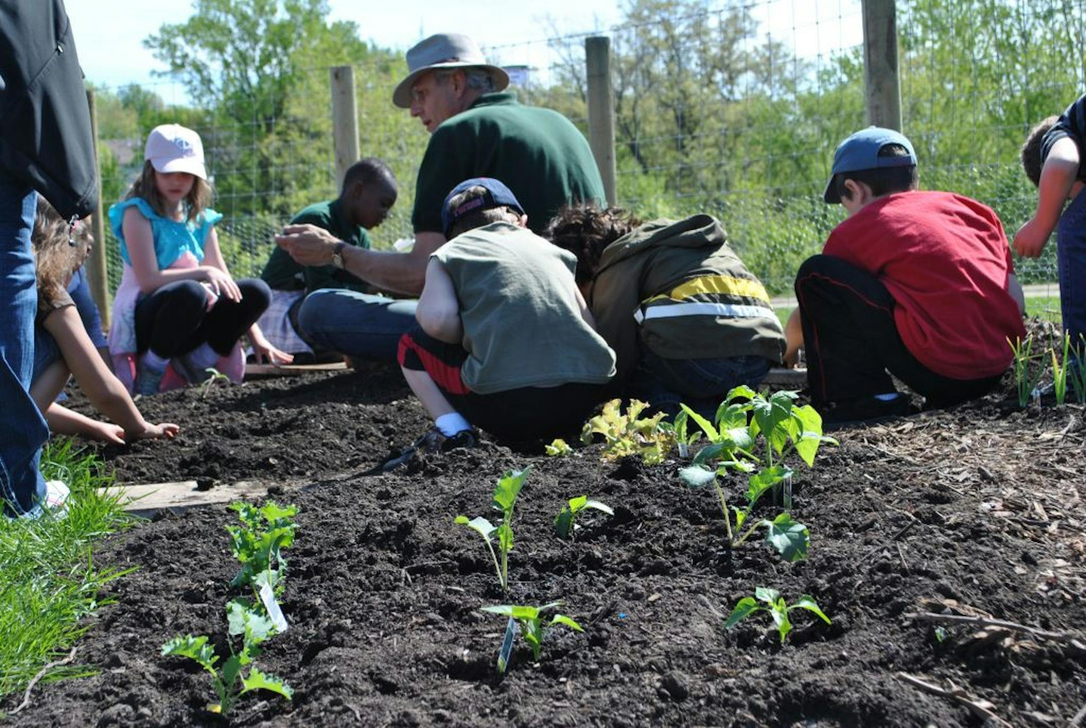 Credit: Susie HessburgGary Johnson of Valley Natural Foods worked with kids in the new co-op garden.