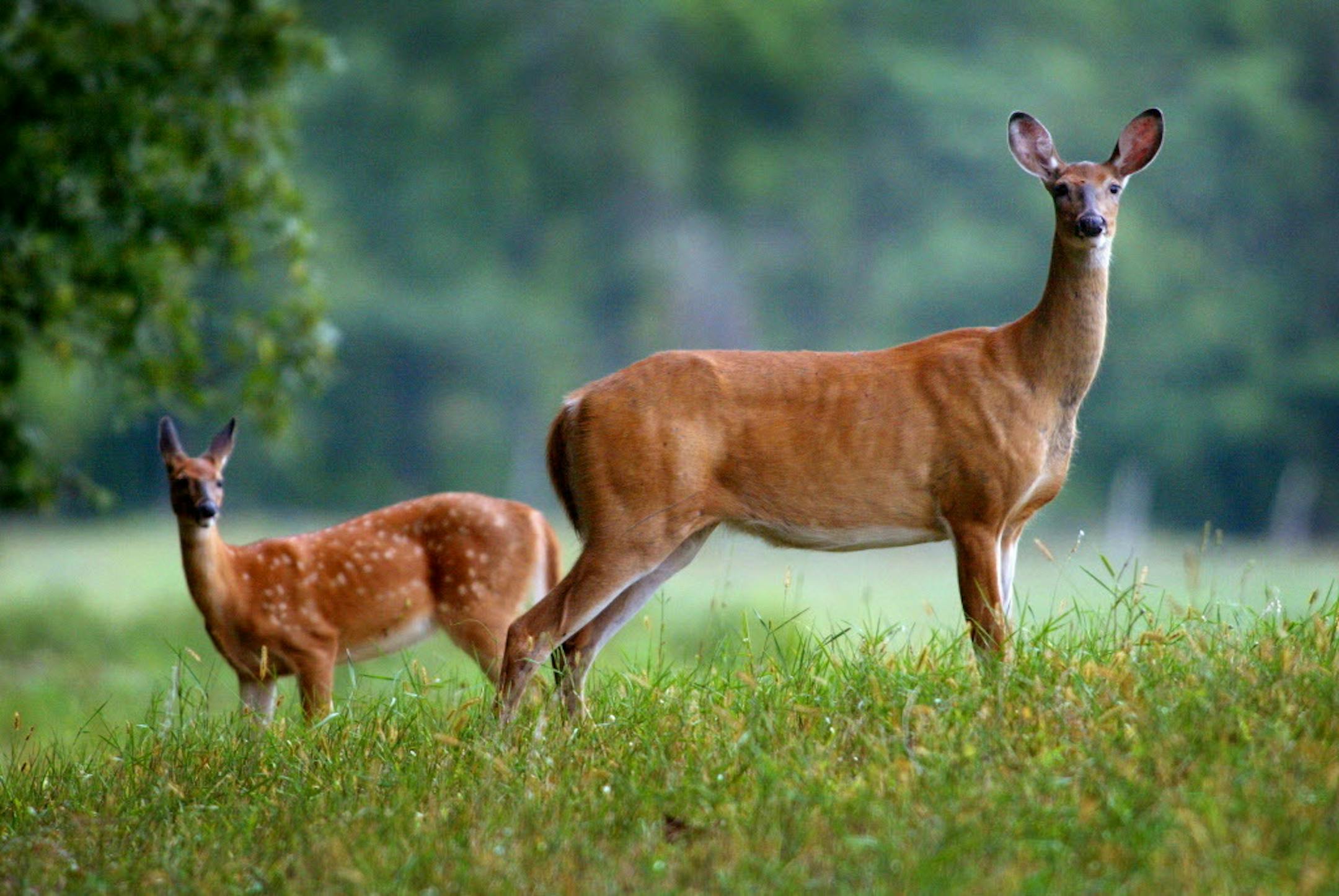 In this file photo, deer are pictured in Aitkin, Minn., hours before a special hunt to test for chronic wasting disease.