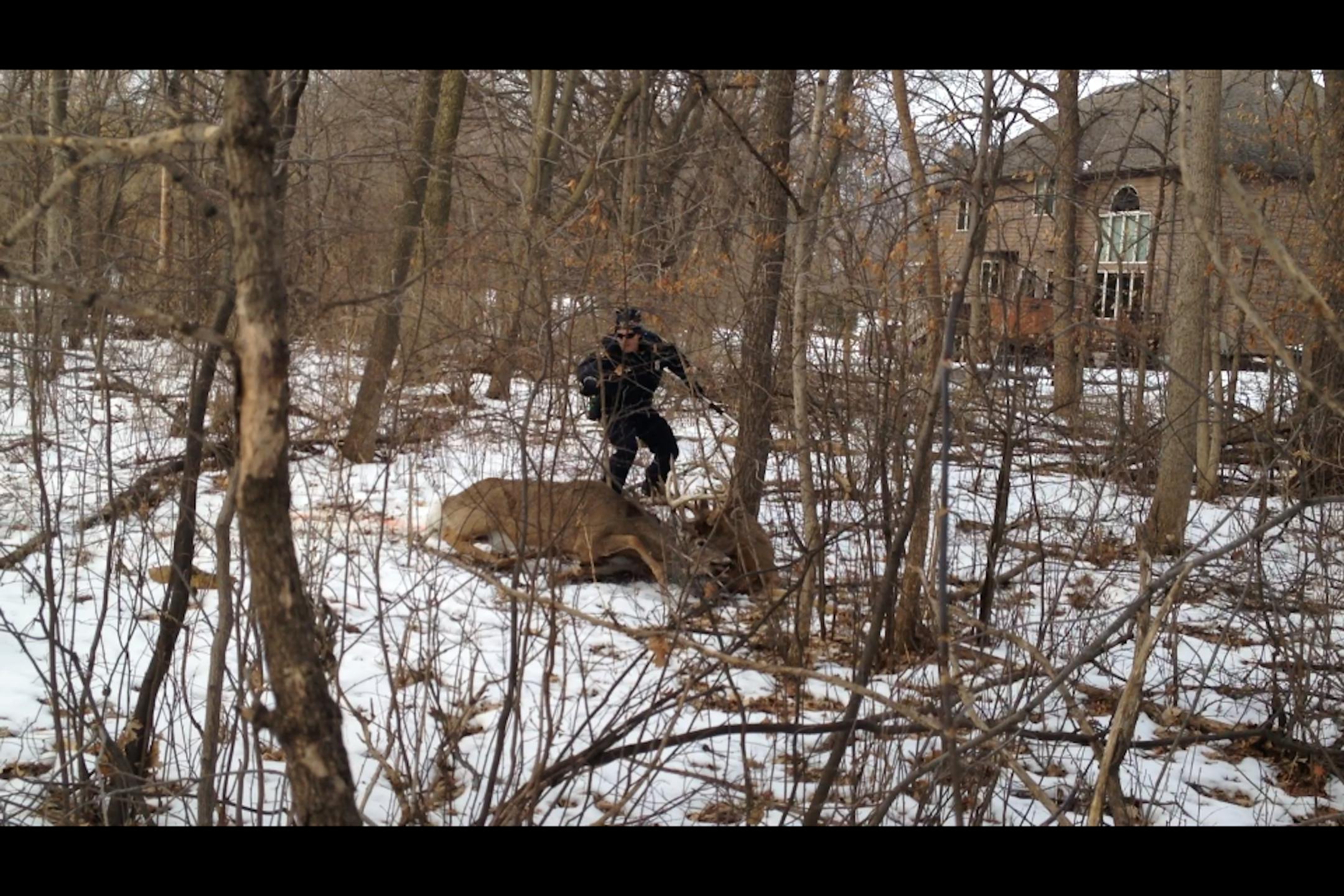 An officer uses a Taser to subdue a deer whose antlers were entangled with a dead deer's antlers.