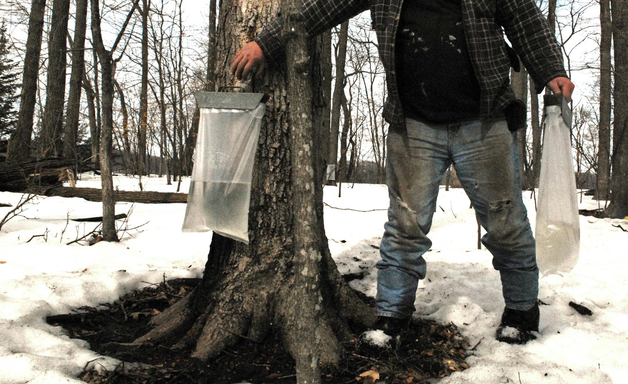 Warm, sunny days last week followed by cool nights were ideal conditions to for sap to start running from tapped maple trees. About 35 gallons of sap are needed to make one gallon of maple syrup. ORG XMIT: MIN2013040508390716
