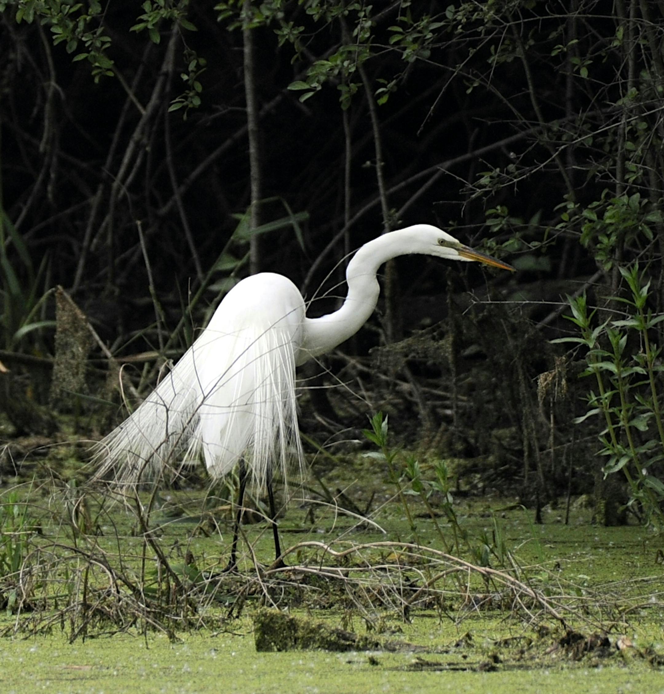 Jim Williams
Great egrets were heavily harvested for their lovely long plumes.