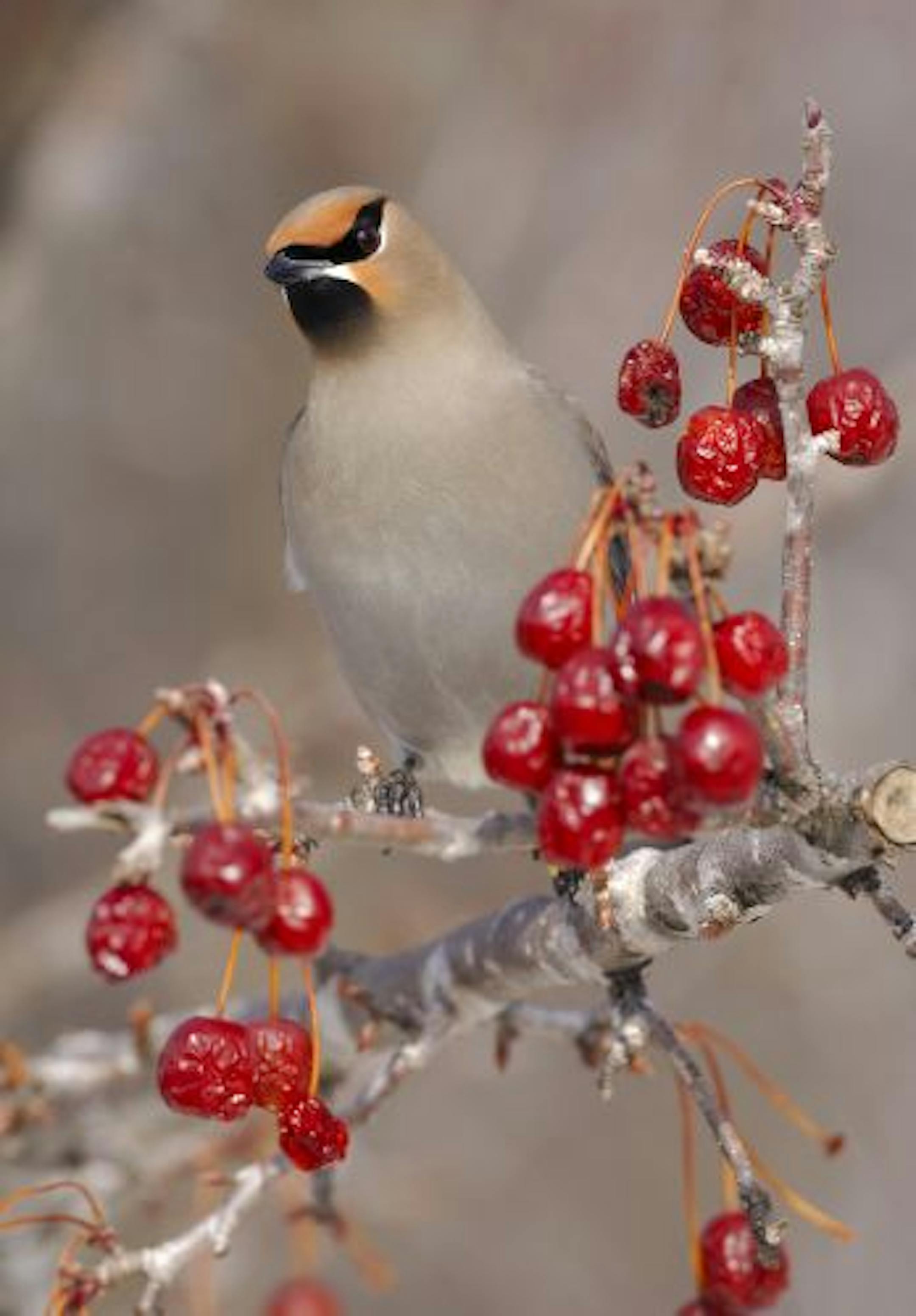 Bohemian waxwings have been the highlight thus far from winter birders. Large flocks of the colorful and gregarious birds have been seen, usually feeding on crab apples or moutain ash berries.