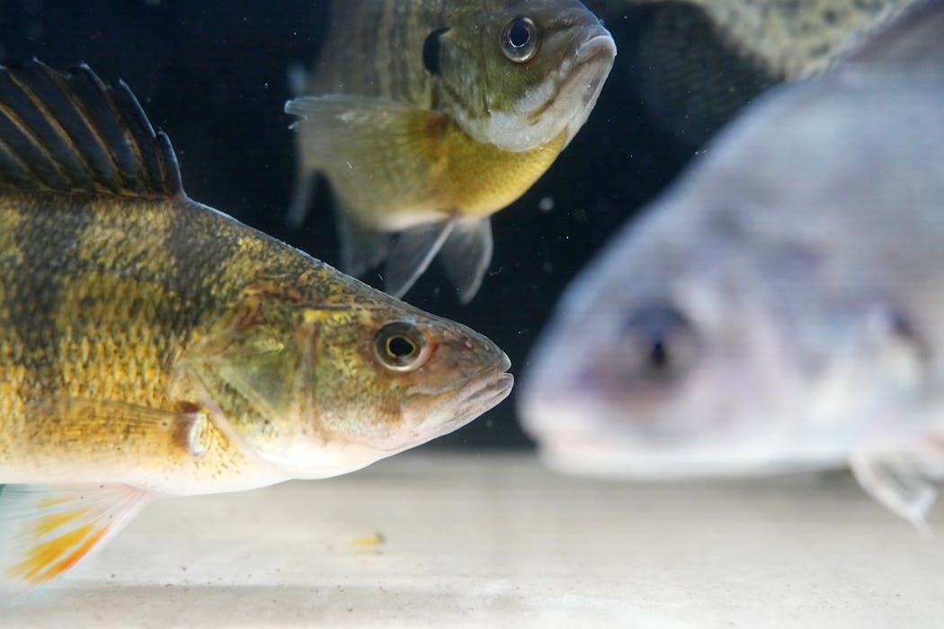 A yellow perch swims among bluegill and freshwater drum in a display tank at the Waterville State Fish Hatchery.