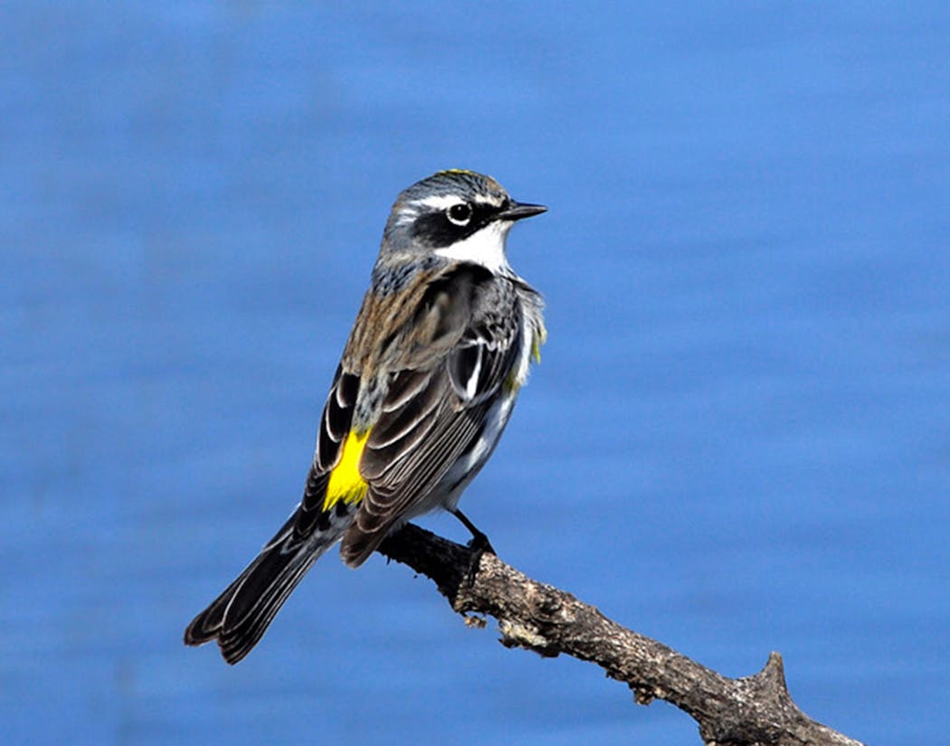 Yellow-rumped warblers are fierce insect hunters.