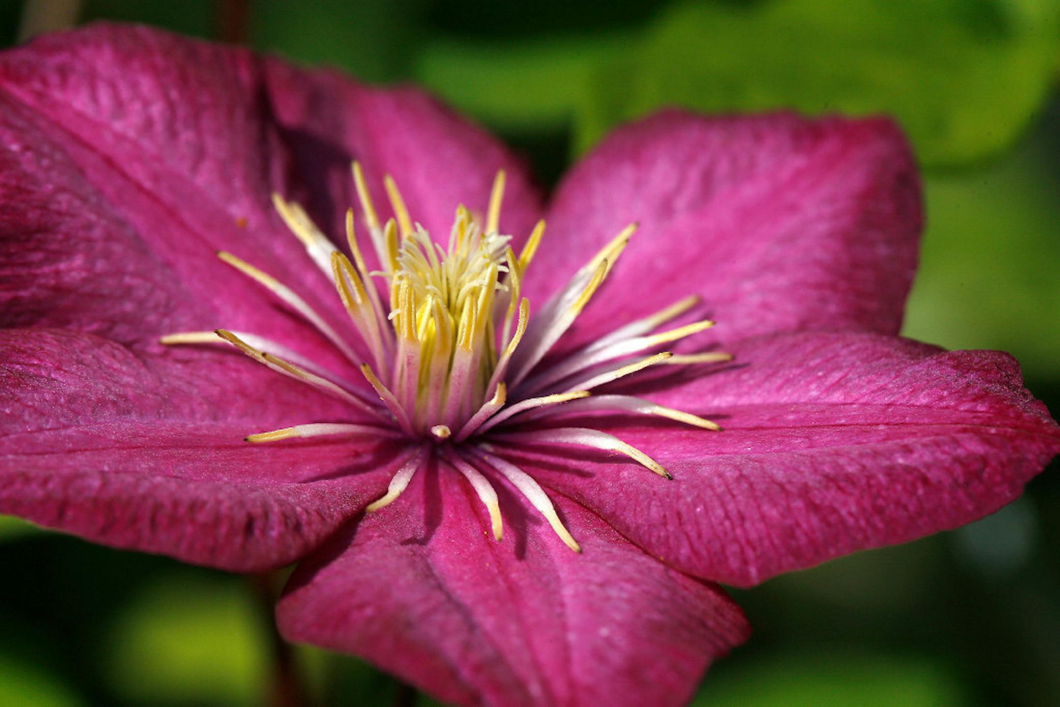 Tom Wallace
Beautiful Gardens winner - file photo