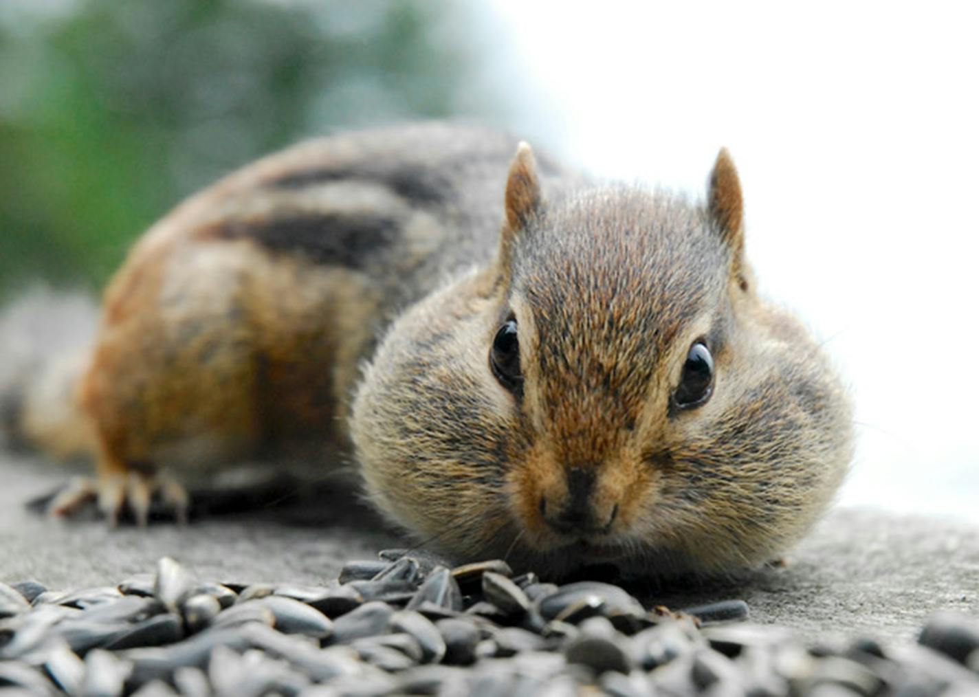 A squirrel with seeds in front of it and cheeks stuffed full.