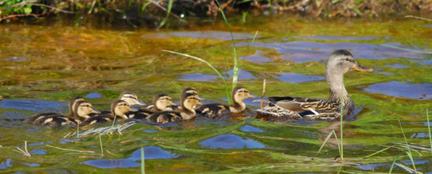 Ducklings follow their mom a day after hatching, Jim Williams photo