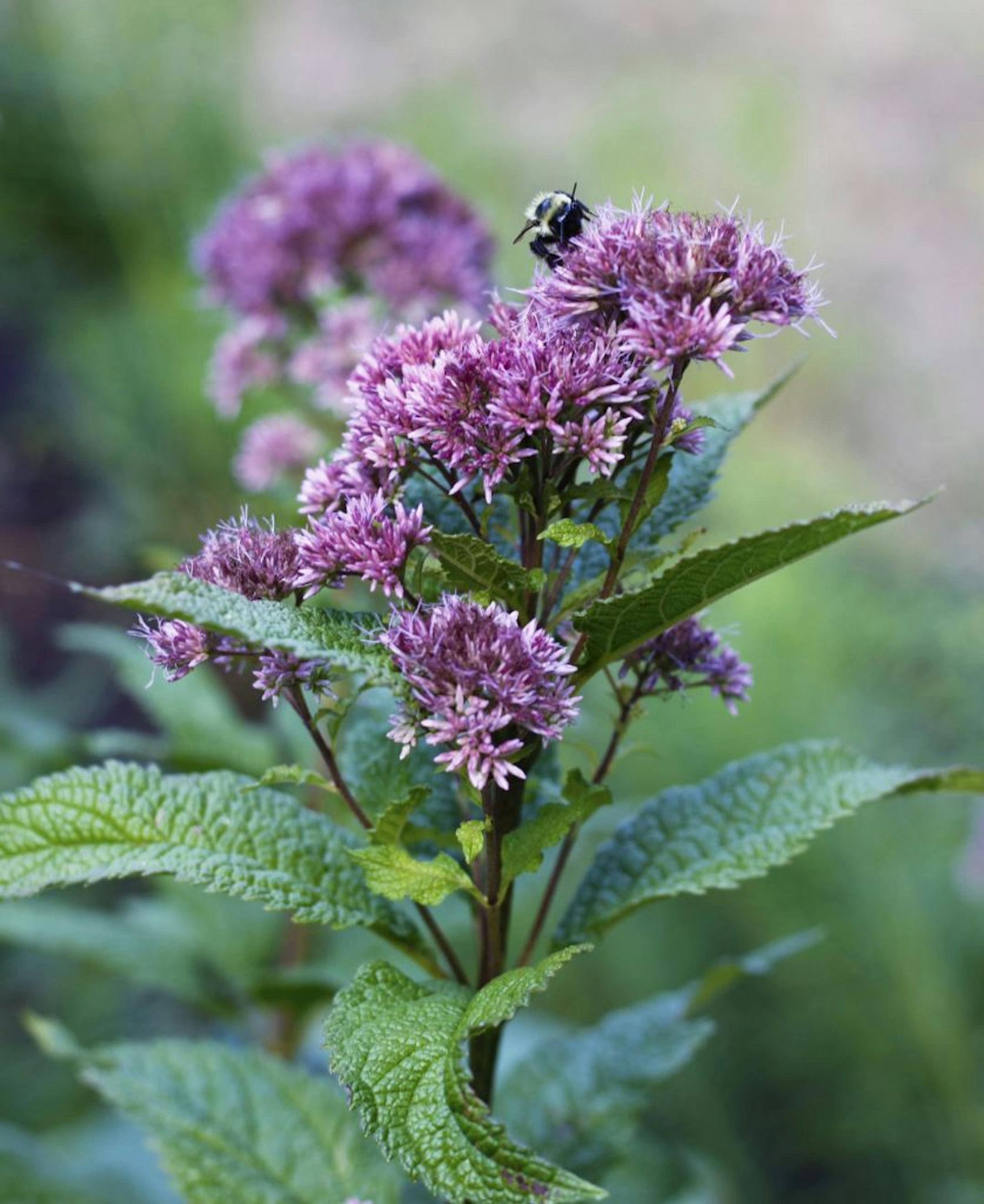 If you think you can't fit Joe-Pye weed into your garden because of its height, then consider the dwarf varieties of Joe-Pye.