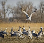 Sandhill cranes at Rowe Sanctuary and surrounding area. The sandhill cranes fatten up on waste corn, most of it leftover from autumn harvest months ea