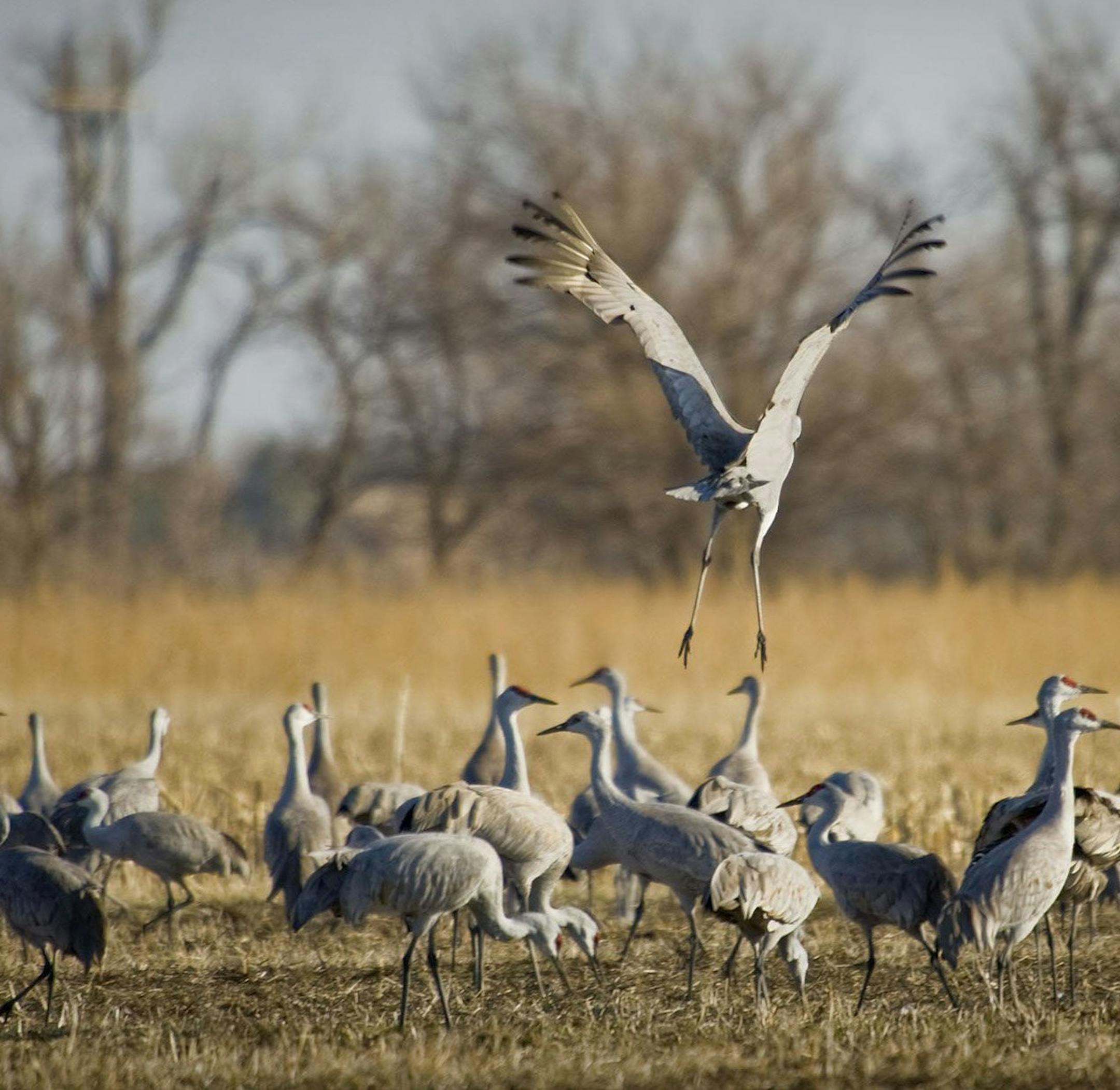 Sandhill cranes at Rowe Sanctuary and surrounding area. The sandhill cranes fatten up on waste corn, most of it leftover from autumn harvest months earlier, in the vast acreage of fields to prepare for their long journey to Canada and Siberia for the mating season. (Nebraska Tourism/MCT) ORG XMIT: 1148257
