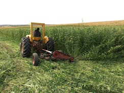Industrial hemp is cultivated as part of a University of Minnesota project to develop a genetic test to better predict THC strength in certain varieti