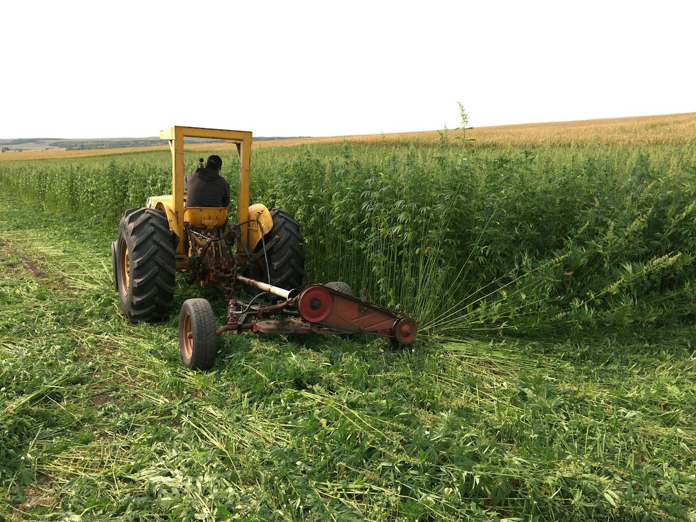 Industrial hemp is cultivated as part of a University of Minnesota project to develop a genetic test to better predict THC strength in certain varieties of cannabis.