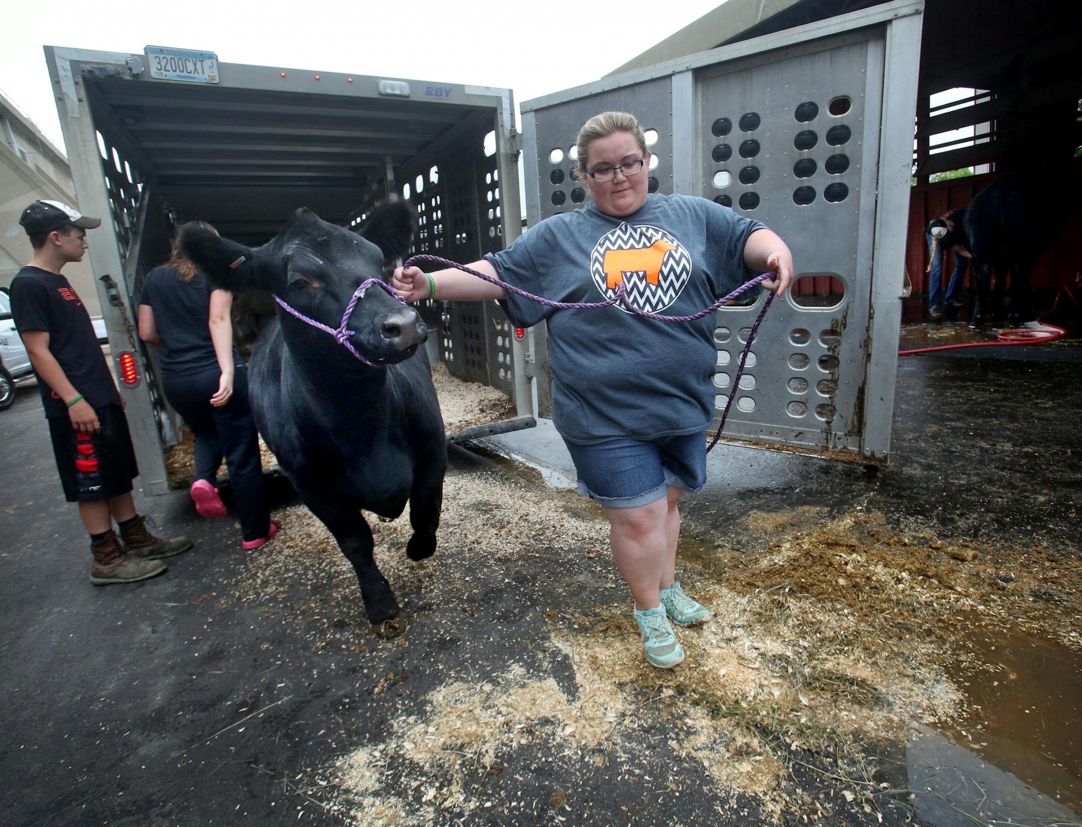 Thousands of outstate Minnesotans will be arriving in a literal cattle call to get their livestock ready for judging on Thursday. Here, Emily Brual, 18, of West Concord, who shows her animals for Dodge County 4-H, leads a black Angus from the trailer Wednesday, August 23, 2016, at the Minnesota State Fair in Falcon Heights, MN. Three generations of 4-H'ers from her family were on hand at the fair.
