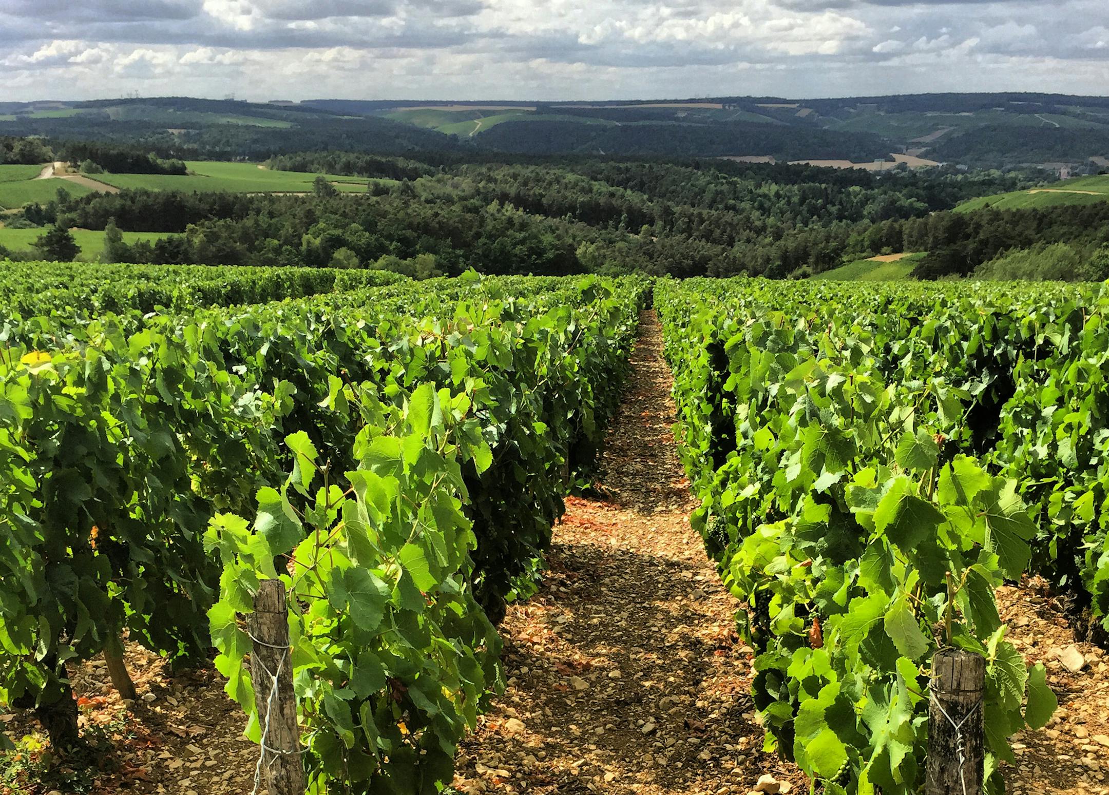 Stopping the car to soak in the views of the vineyards is a requisite in Champagne. MUST CREDIT: Photo by Esha Chhabra for The Washington Post. ORG XMIT: 100.0.2018261665