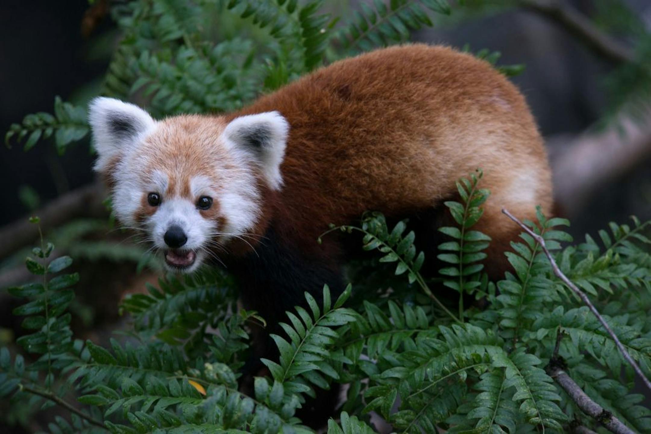 This undated handout photo provided by the National Zoo shows a red panda that has gone missing from its enclosure at the zoo in Washington.
