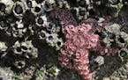 In this photo taken April 9, 2015, a mature sea star clings to a concrete wall surrounded by barnacles on Washington&#x2019;s Hood Canal near Poulsbo,