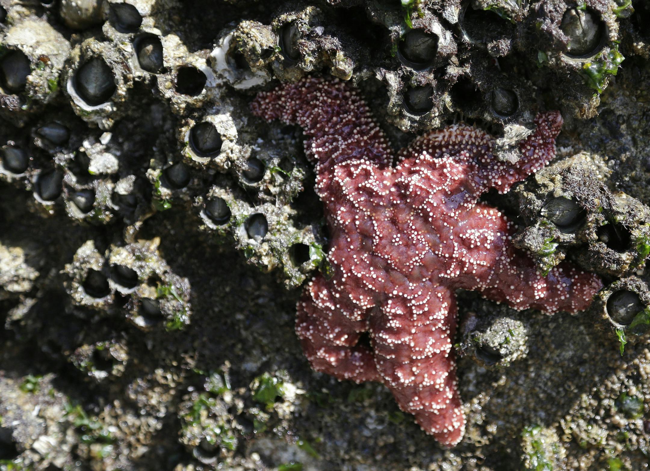 In this photo taken April 9, 2015, a mature sea star clings to a concrete wall surrounded by barnacles on Washington’s Hood Canal near Poulsbo, Wash. Researchers say that there’s evidence that juvenile sea stars, while not entirely immune, may be less susceptible to a virus fingered as the likely culprit of the sea star wasting disease, a sickness that has devastated about 20 species of sea stars from Alaska to Baja California since it was first reported off the Washington coast in
