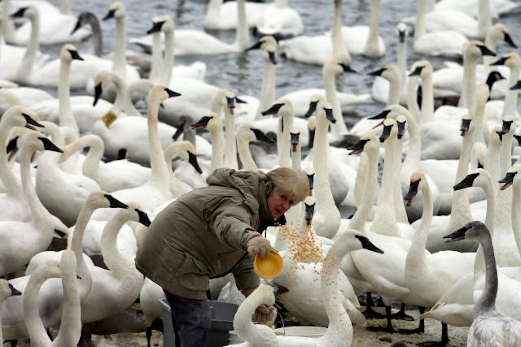 Sheila Lawrence, shown in this 2007 photo, began feeding a pair of trumpeter swans that showed up near her Monticello home in 1988. The number grew to 1,500, at an annual cost of nearly $20,000.