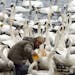 Sheila Lawrence, shown in this 2007 photo, began feeding a pair of trumpeter swans that showed up near her Monticello home in 1988. The number grew to