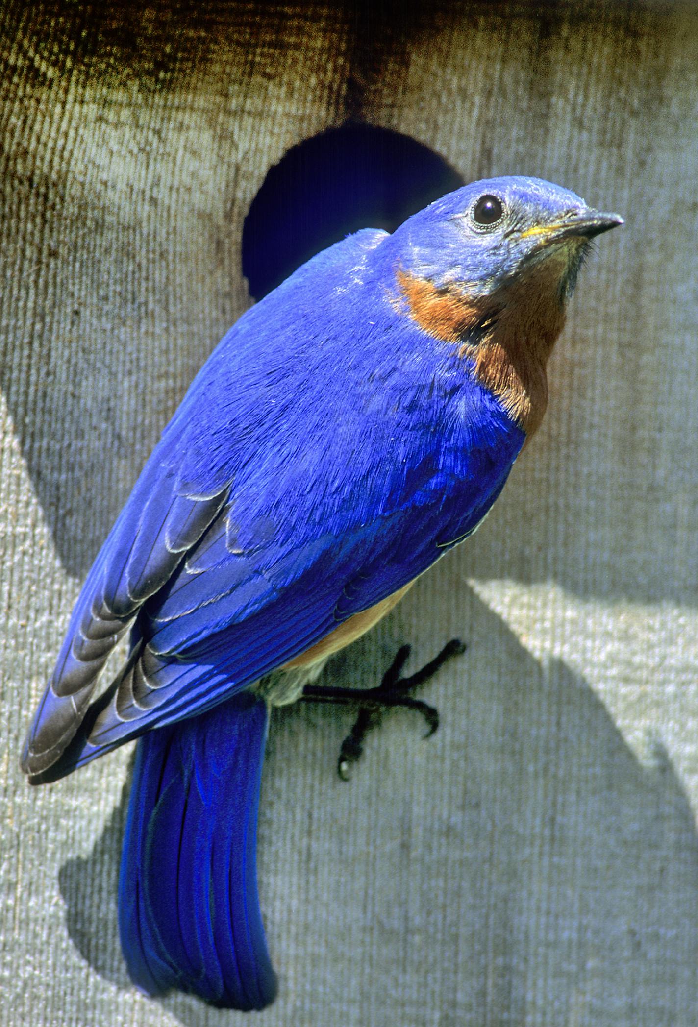 DO NOT USE! ONE-TIME USE WITH BILL MARCHEL COPY ONLY. Photo by Bill Marchel. Eastern bluebirds have made a remarkable comeback in recent decades thanks to landowners placing nesting boxes on their properties.