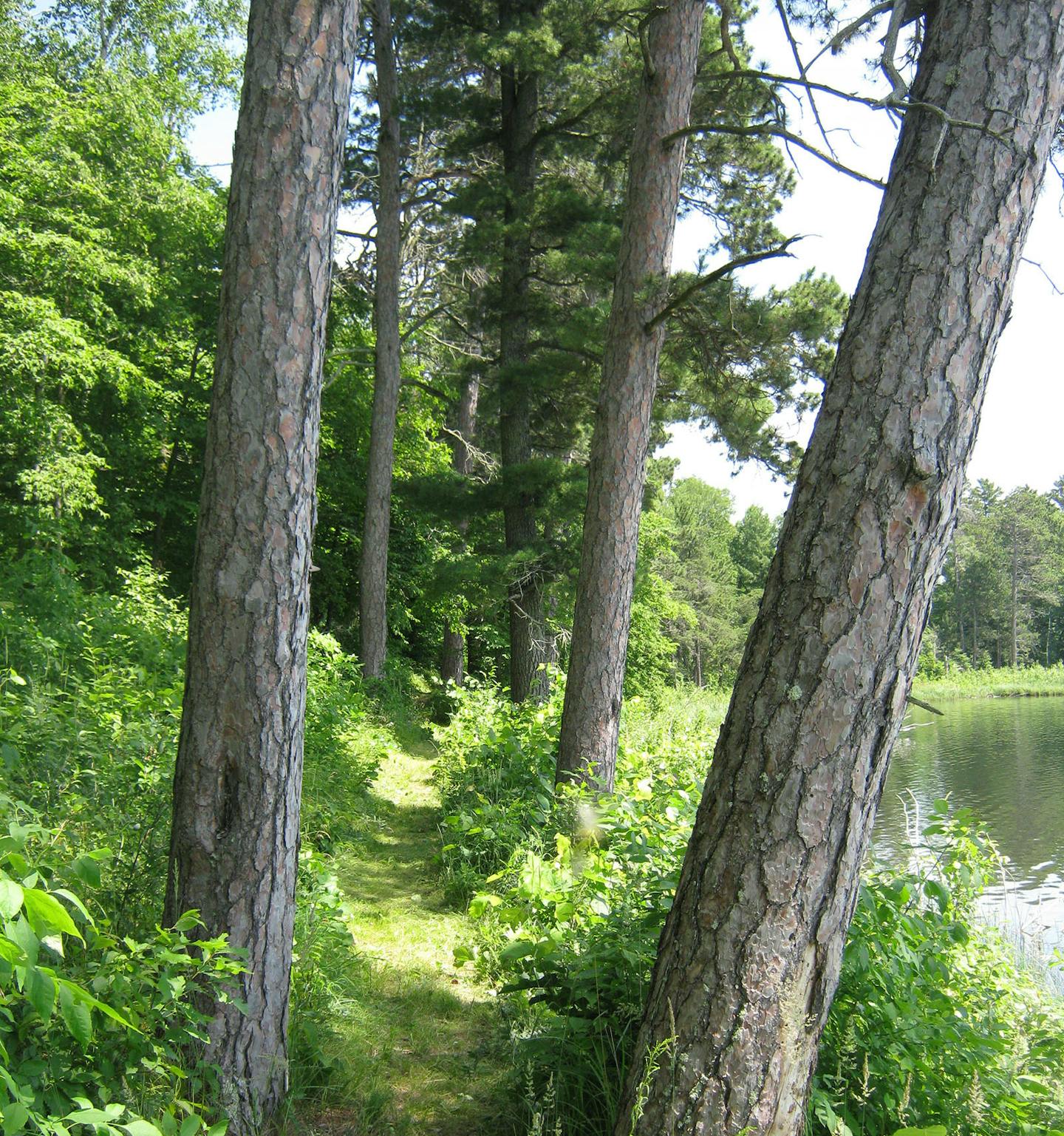 Old growth pines along DeSoto Lake on the North Country National Scenic Trail in Itasca State Park.