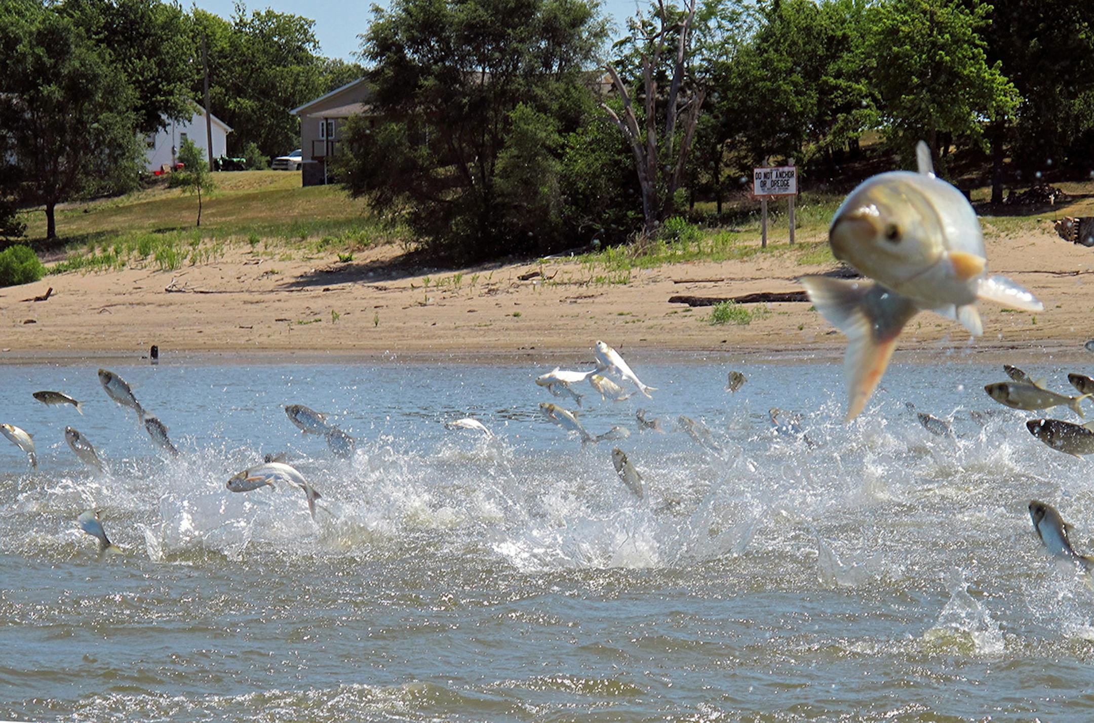 Asian carp, jolted by an electric current from a research boat, jump from the Illinois River near Havana, Ill.