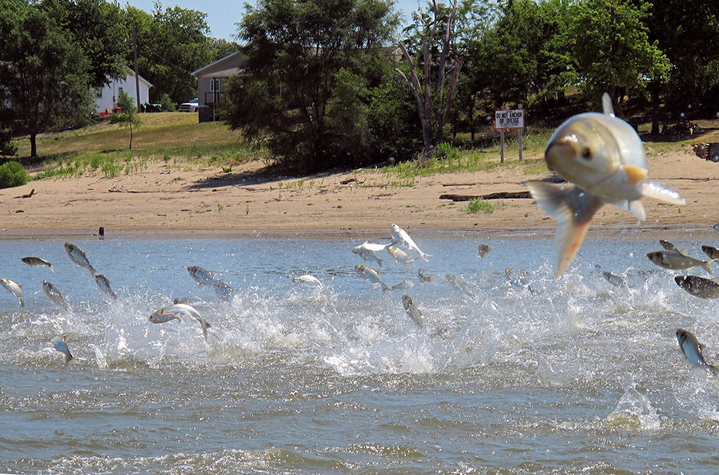 Asian carp, jolted by an electric current from a research boat, jump from the Illinois River near Havana, Ill.