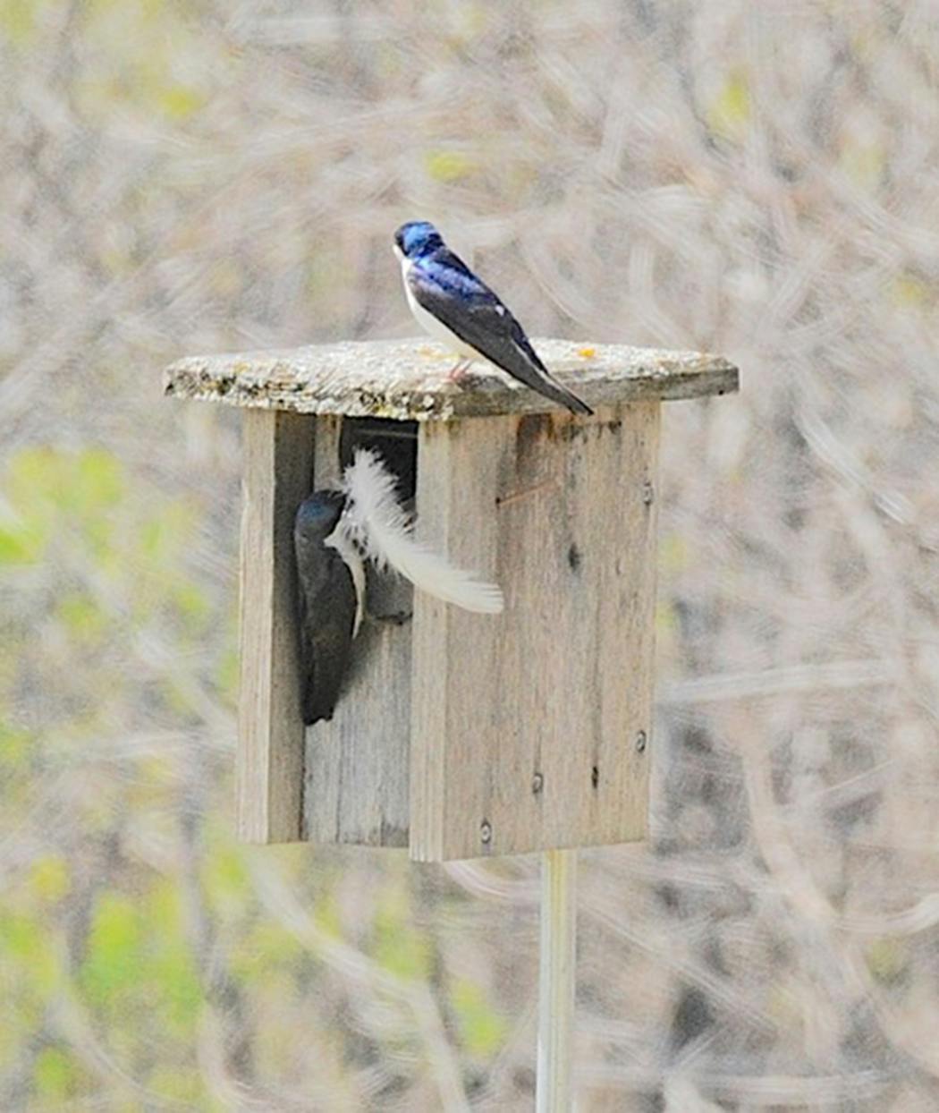 Tree swallows with a feather by a nest box.