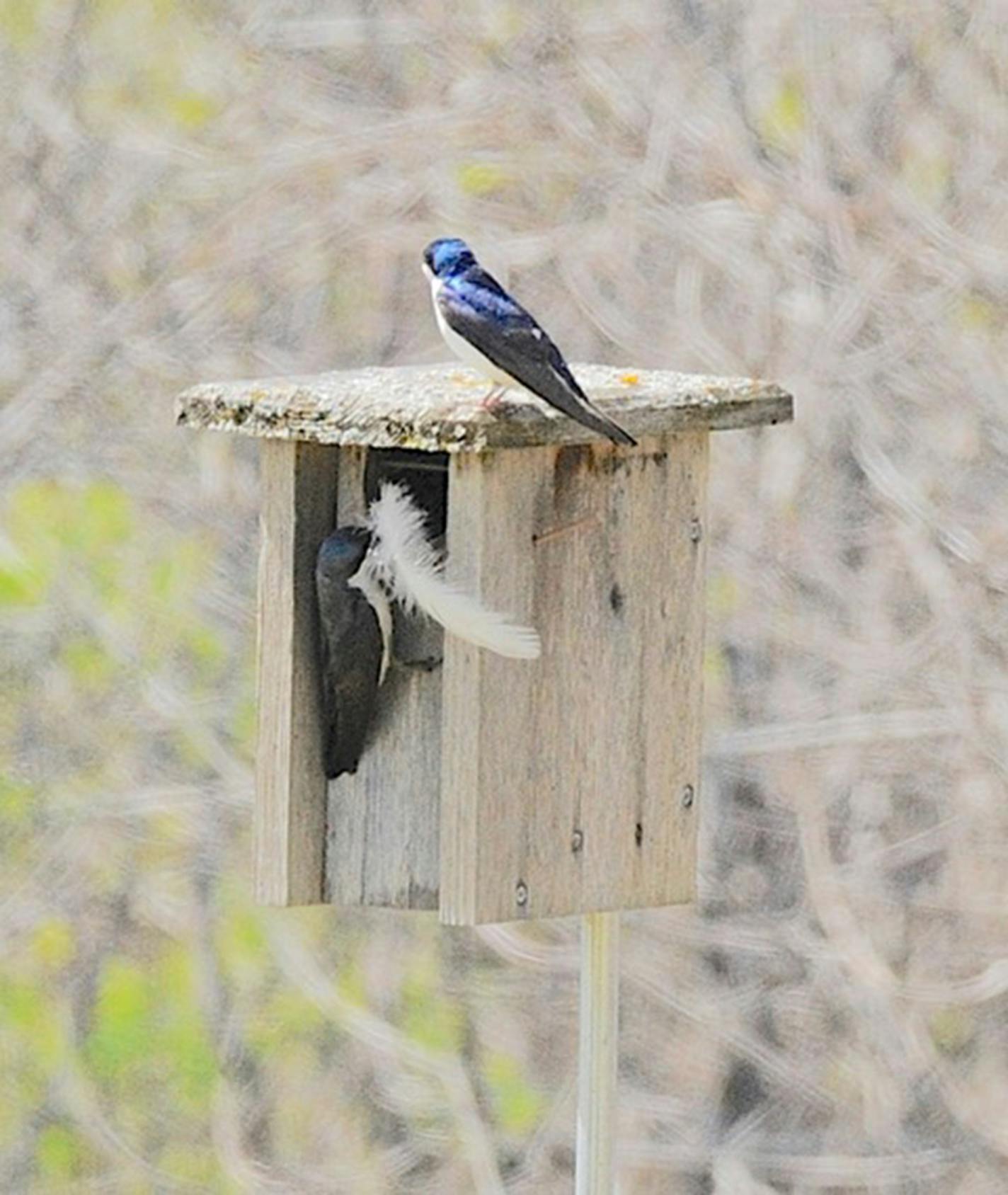 A tree swallow perches at the entrance of a nest box with a long white feather in its beak while its mate perches atop the box.