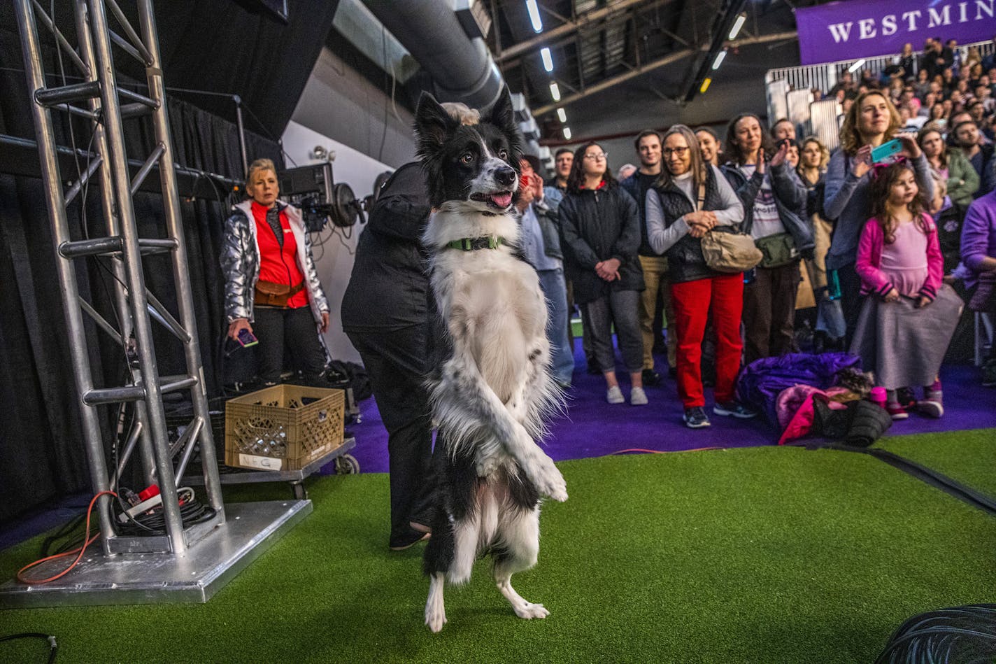 A border collie observes competitors taking part in the agility round of the 144th Westminster Kennel Club Dog Show in New York on Feb. 8, 2020. Researchers in Vienna have found that dogs' personalities change over time and seem to mellow in the same way that most humans do.