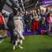 A border collie observes competitors taking part in the agility round of the 144th Westminster Kennel Club Dog Show in New York on Feb. 8, 2020. Resea