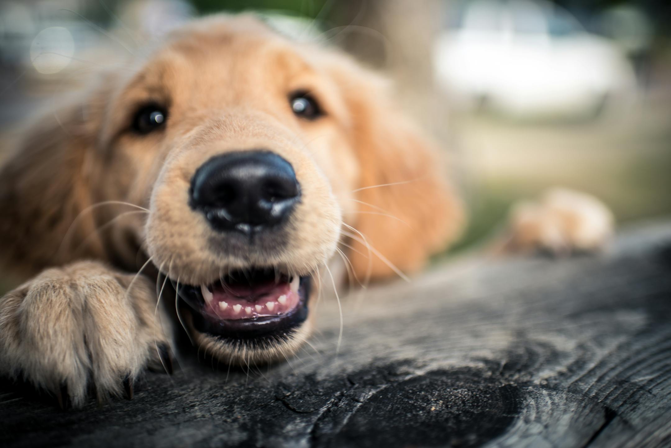 A young golden retriever puppy is excited and does not hide it.