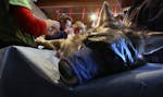 Researchers and workers at the Wildlife Science Center worked with Vlad, a 120 lb male gray wolf. ]JIM GEHRZ &#x201a;&#xc4;&#xa2; jgehrz@startribune.c