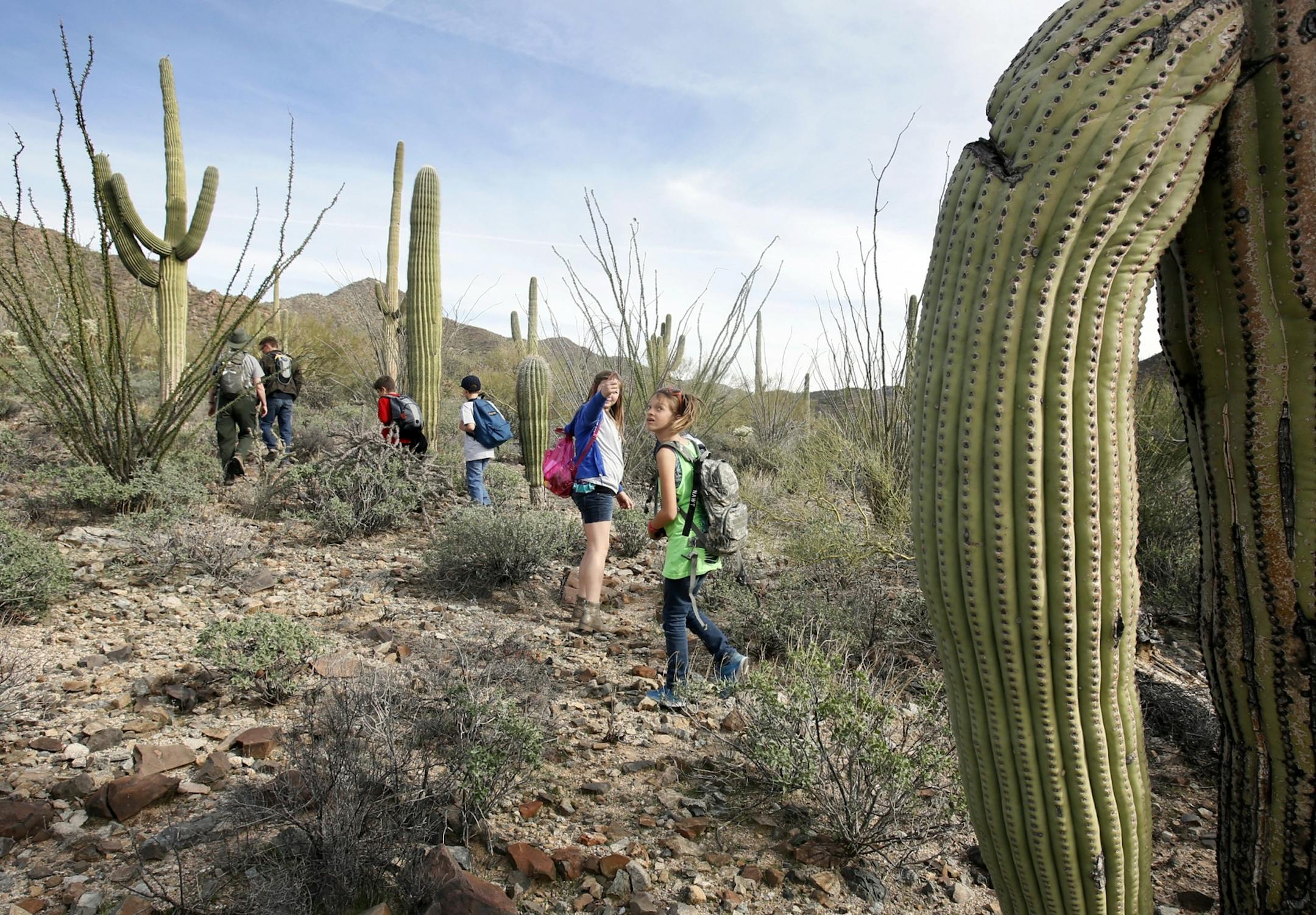 Campers wonder at the pristine surroundings on a desert hike during Wilderness Exploration Day Camp in Saguaro National Park at the Tucson Mountain District (west) Environmental Education Center, 2700 N. Kinney Road in Tucson, AZ. The three-day camp for young people ages 10 to 14 is Saturday, Sunday, and Monday December 28-30, 2013. Camp hours are 10:30 a.m. to 7:30 p.m. on Saturday and Sunday, and 11:30 a.m. to 9:30 p.m. on Monday, ending with a night hike, campfire, and the end of camp celebra
